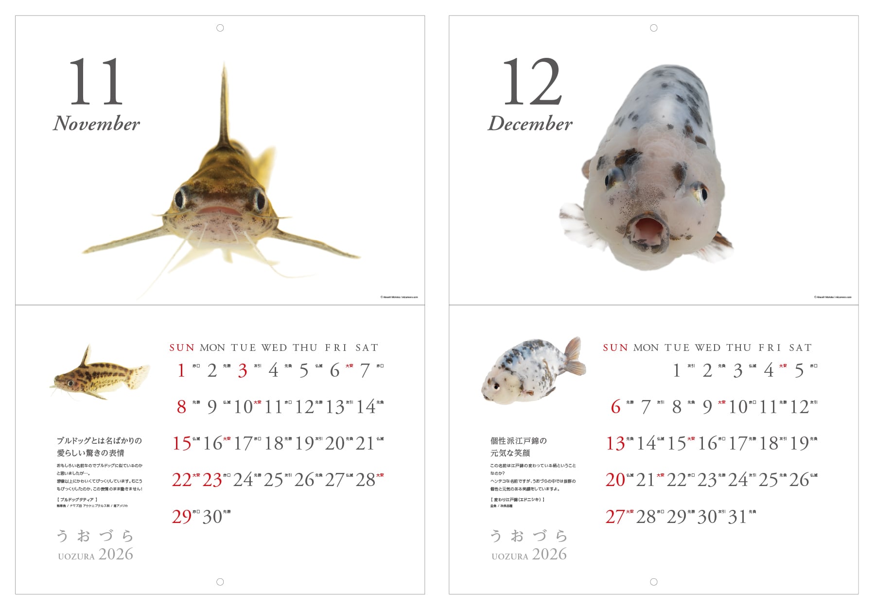 うおづらカレンダー2026 金魚・熱帯魚 | みずものコム オンラインショップ