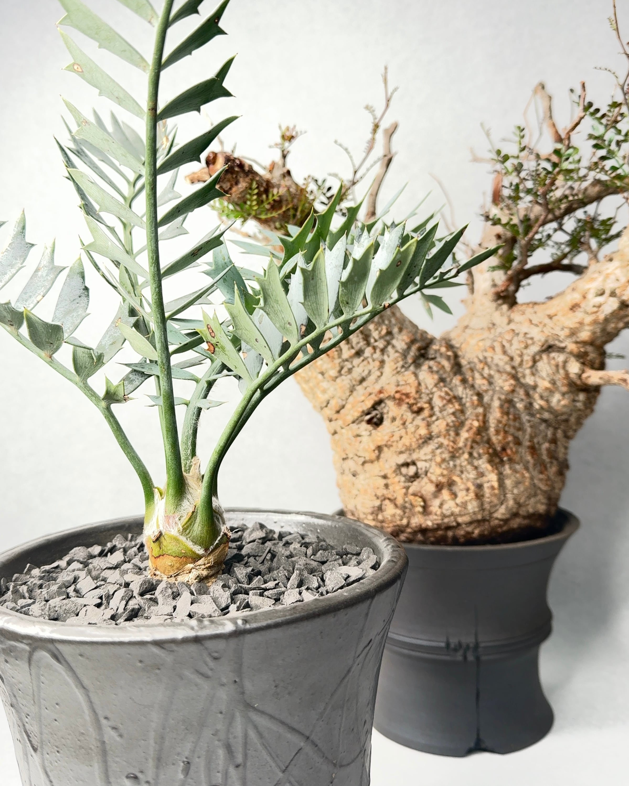 エンセファラルトス・ホリダスドワーフ | trigger