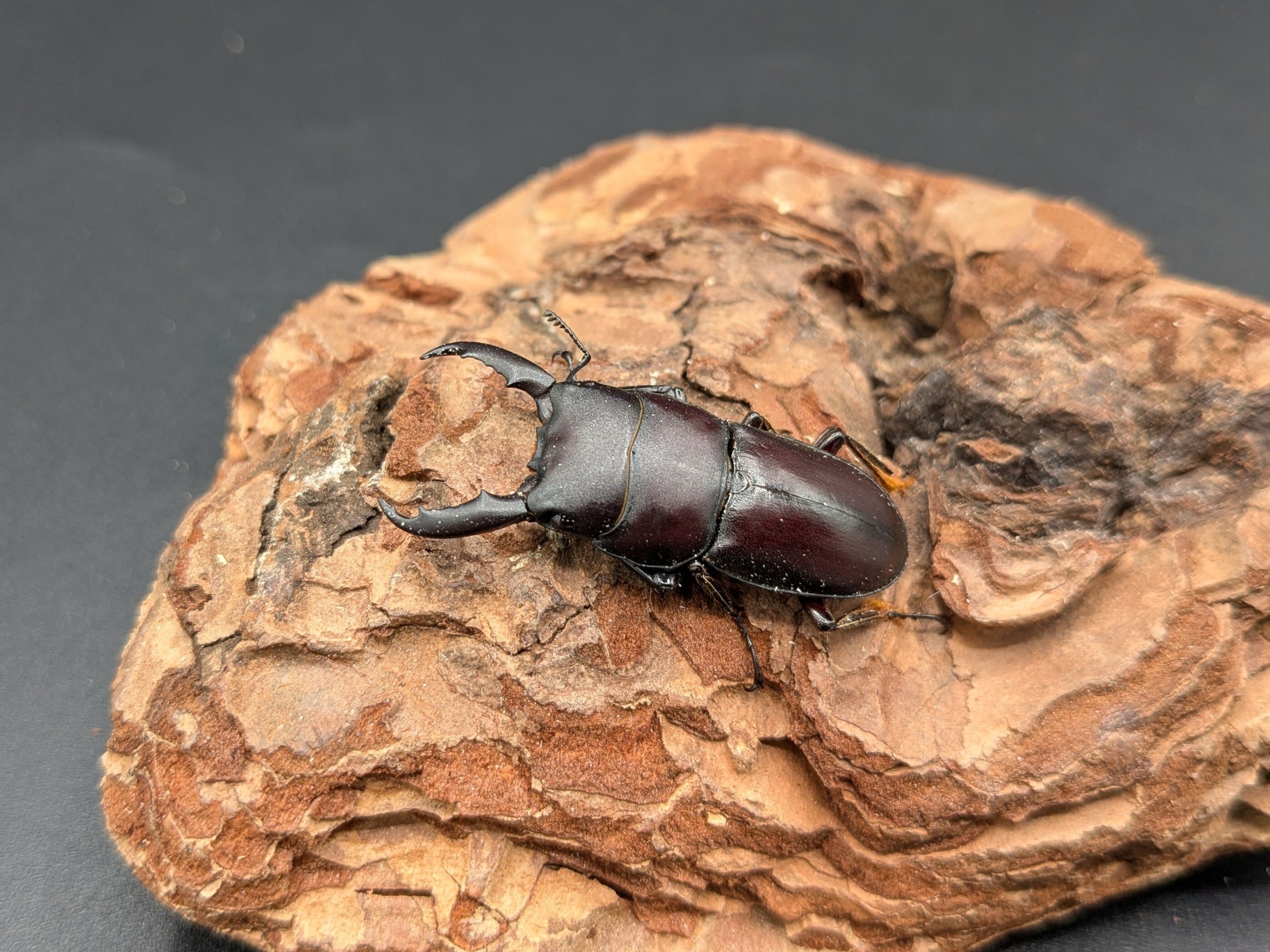 WDインターメディウスヒラタ ♂35mm♀20mm