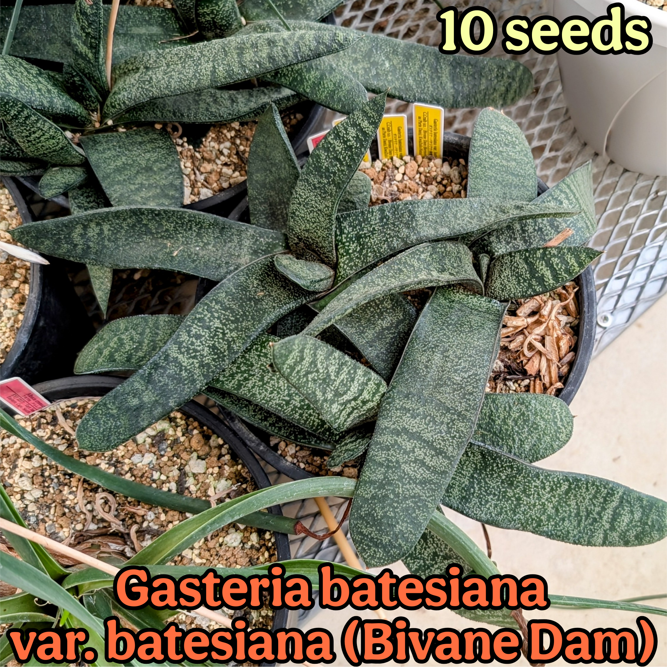 種子(少量パック)/10粒】Gasteria batesiana var. batesiana (Bivane