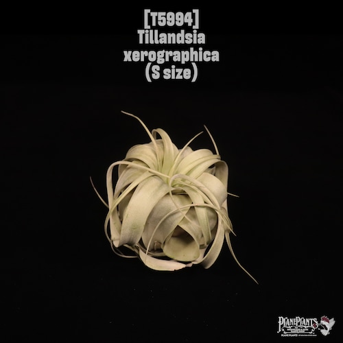 Tillandsia xerographica S〔ティランジア〕T5994