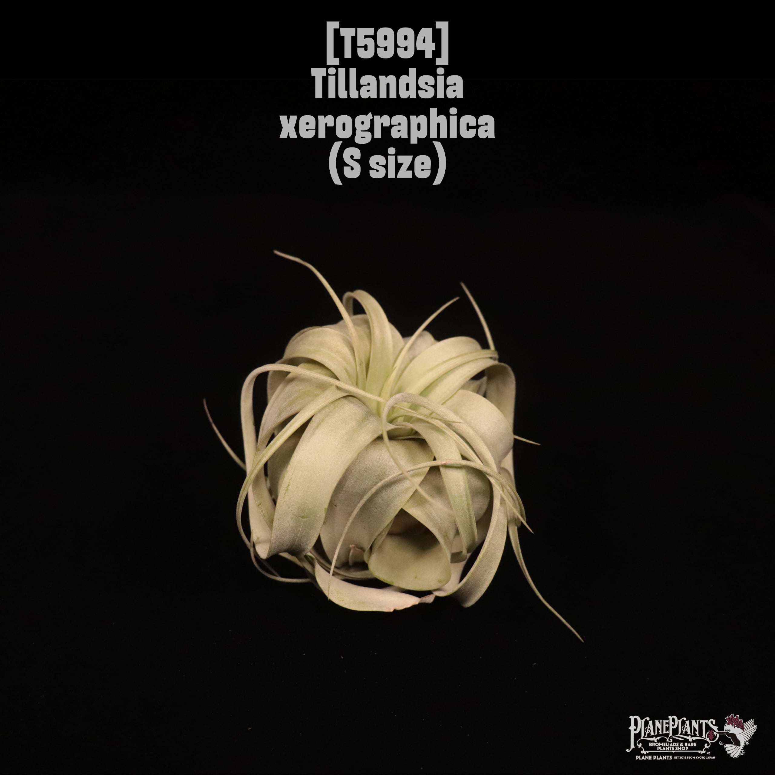 Tillandsia xerographica S〔ティランジア〕T5994