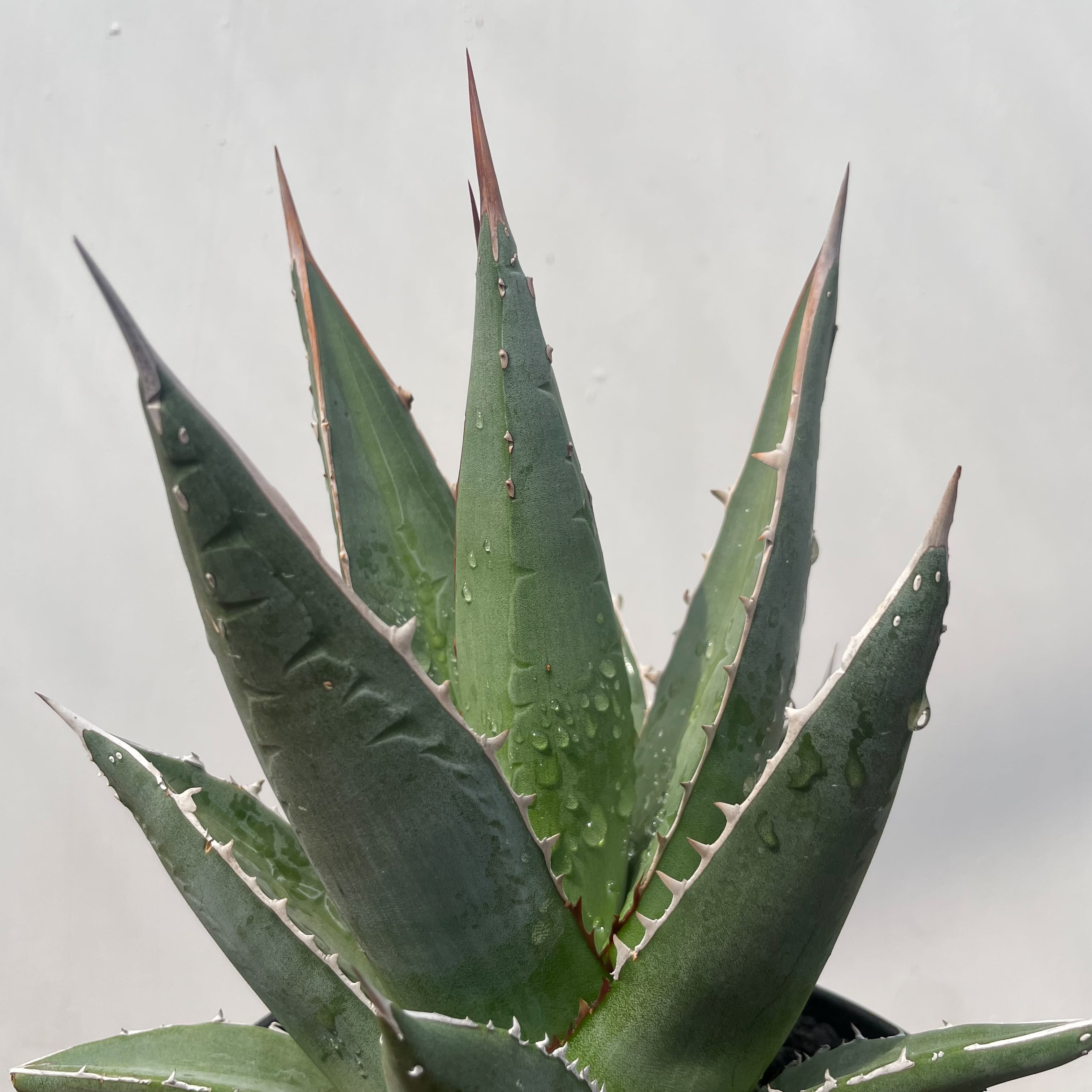 Agave purpusorum【アガベ・パープソラム・帝釈天】 | RIMO'S GREEN