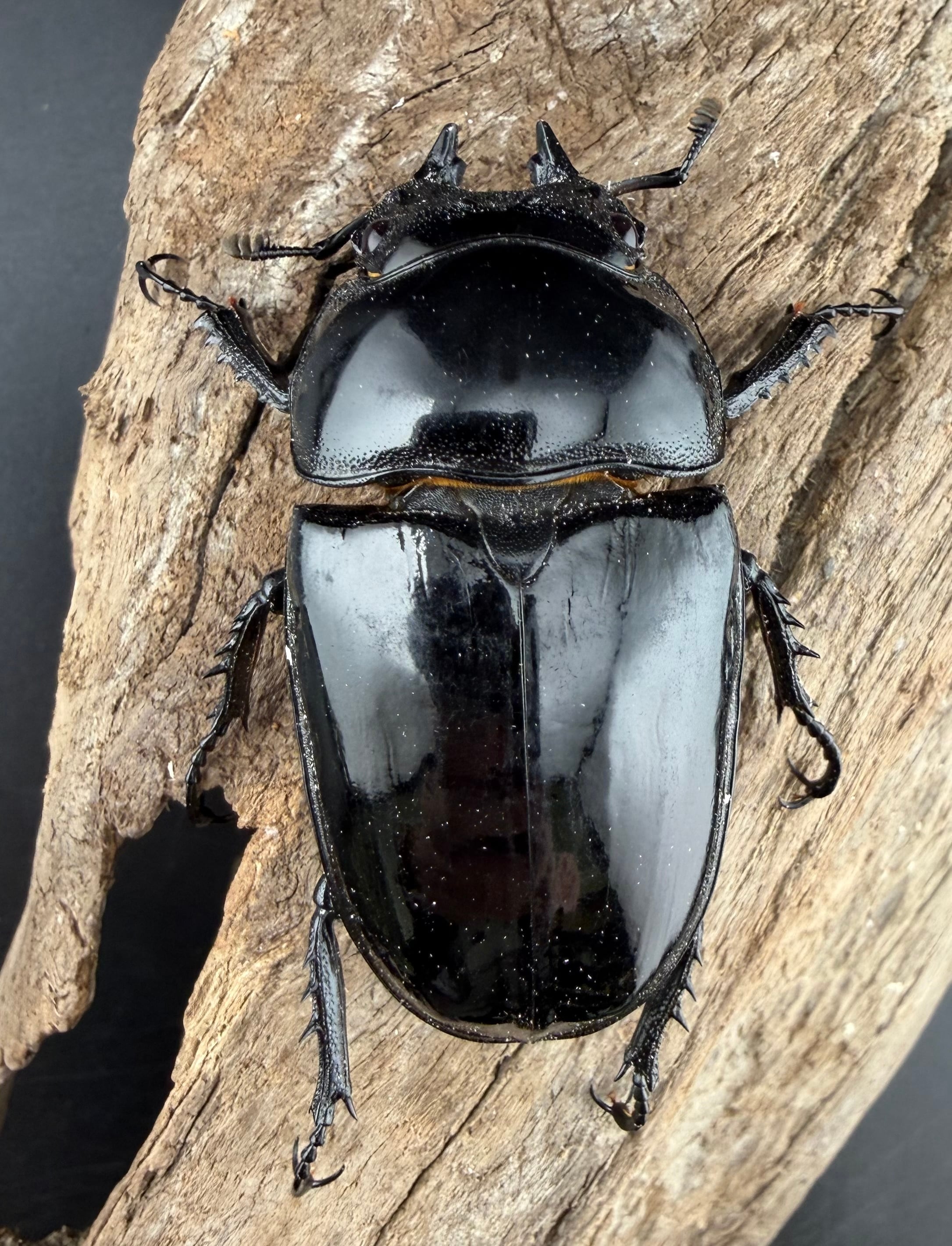 タランドゥスオオツヤクワガタ 86mm ペア》 | KPW公式オンラインショップ