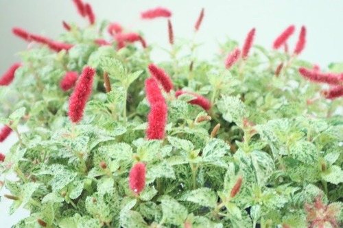 キャットテール　『バリエガータ』　