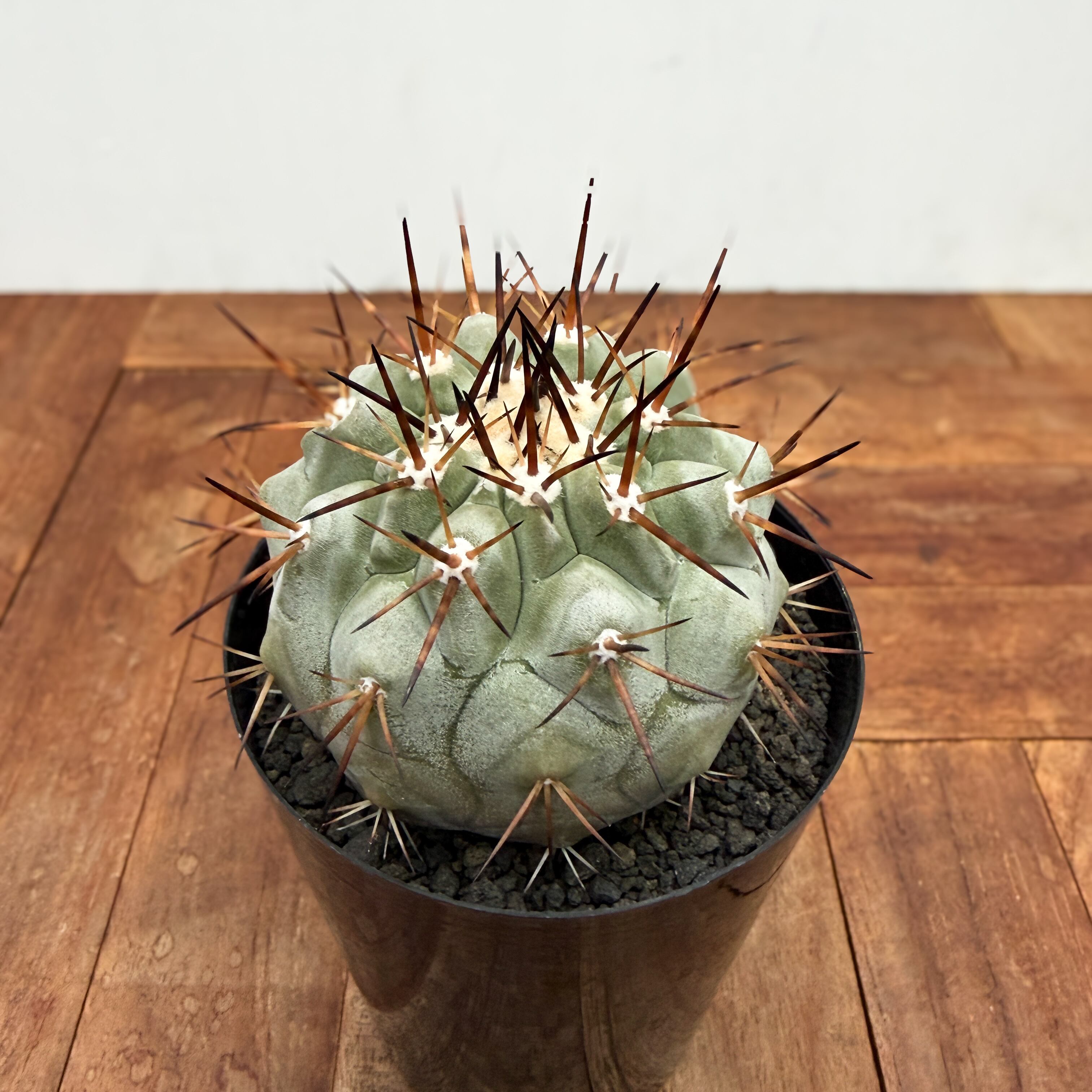 Copiapoa cinerea【黒王丸・実生】 | RIMO'S GREEN 【Saboten