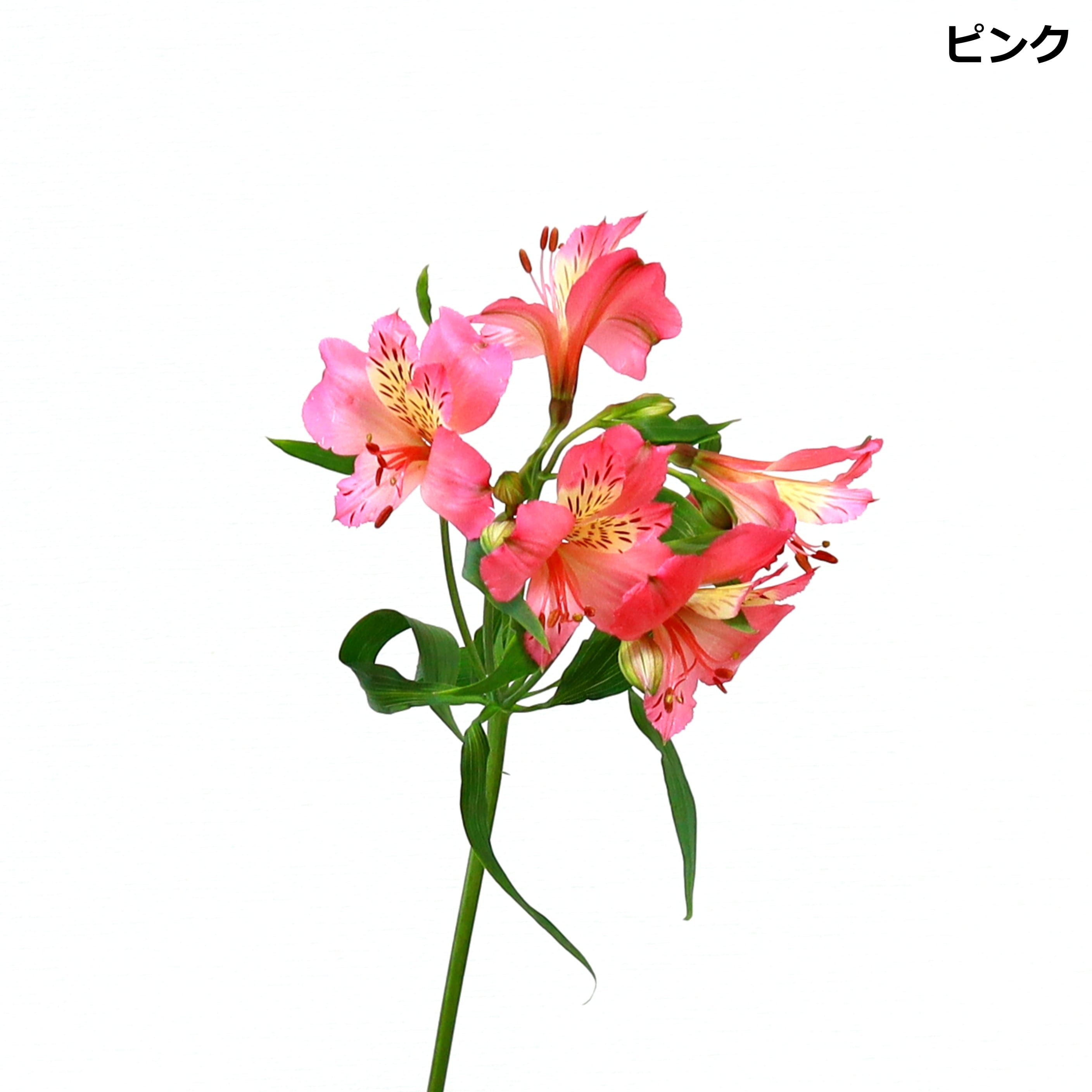 花の都」からのお届けする 選べるカラー アルストロメリア 10本 | 新鮮