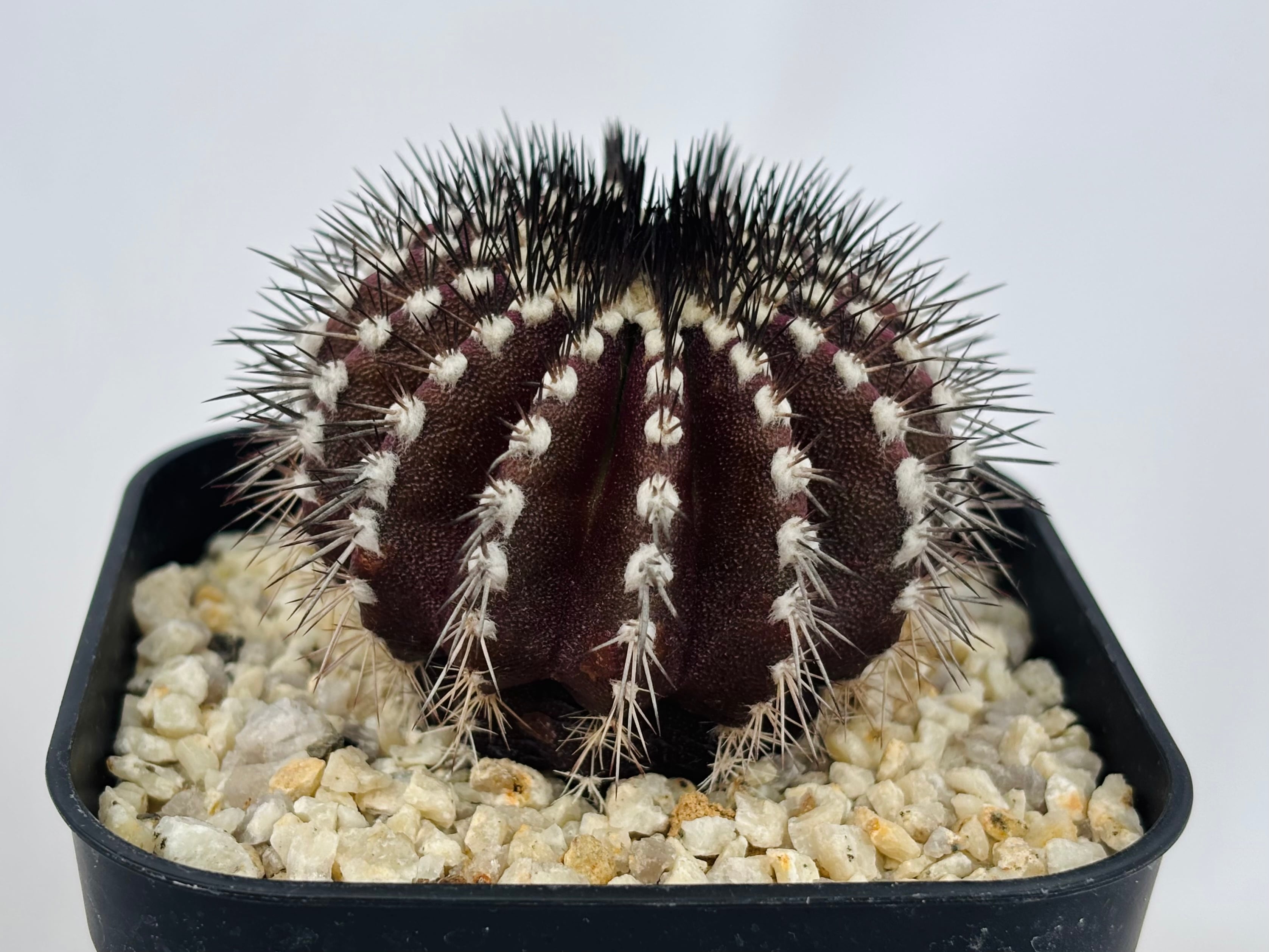 Uebelmmania pectinifera ユーベルマニア・ペクチニフェラ サボテン