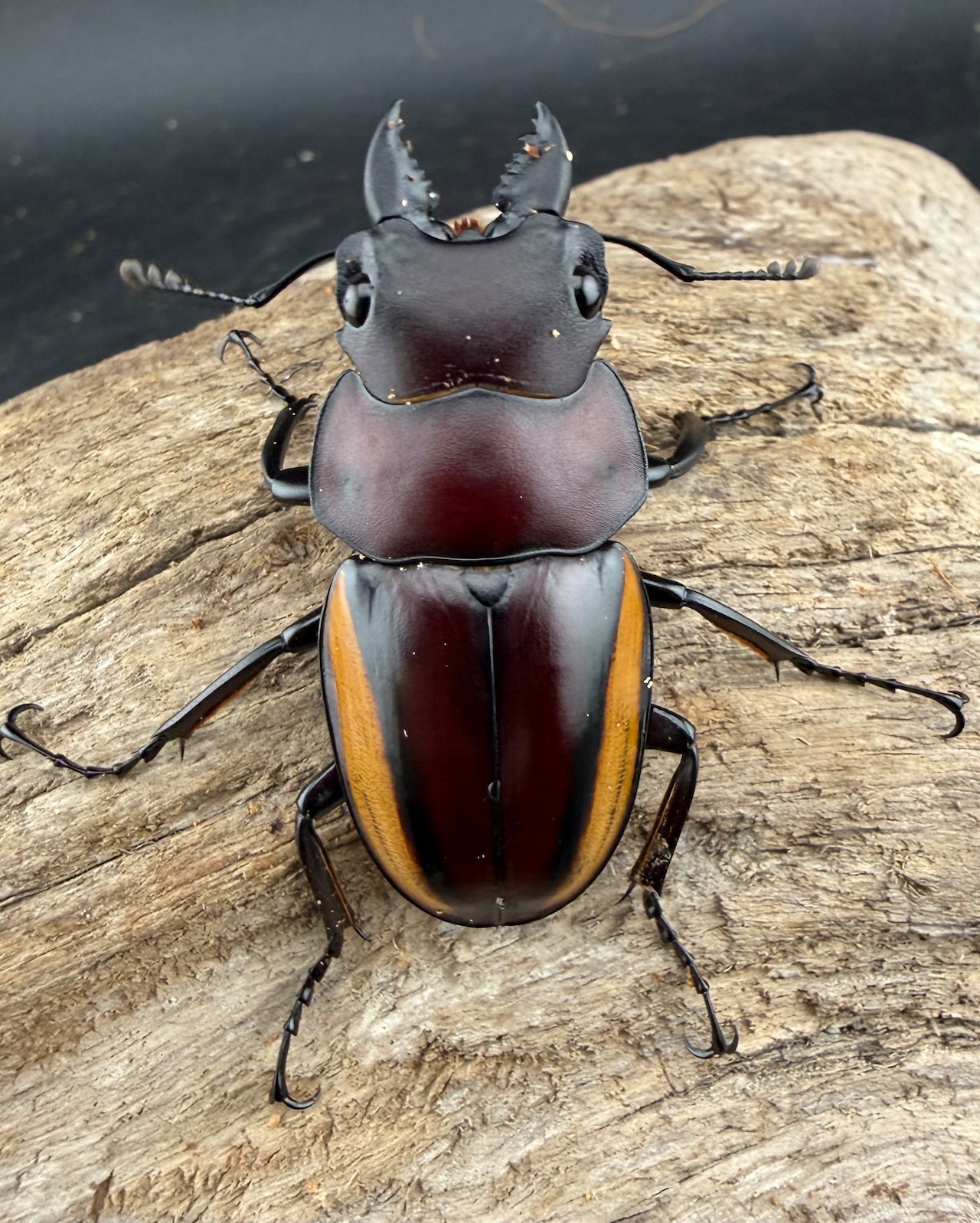 【WD】《スチーブンスツヤ亜種duivenbodei 46.5mm ペア》