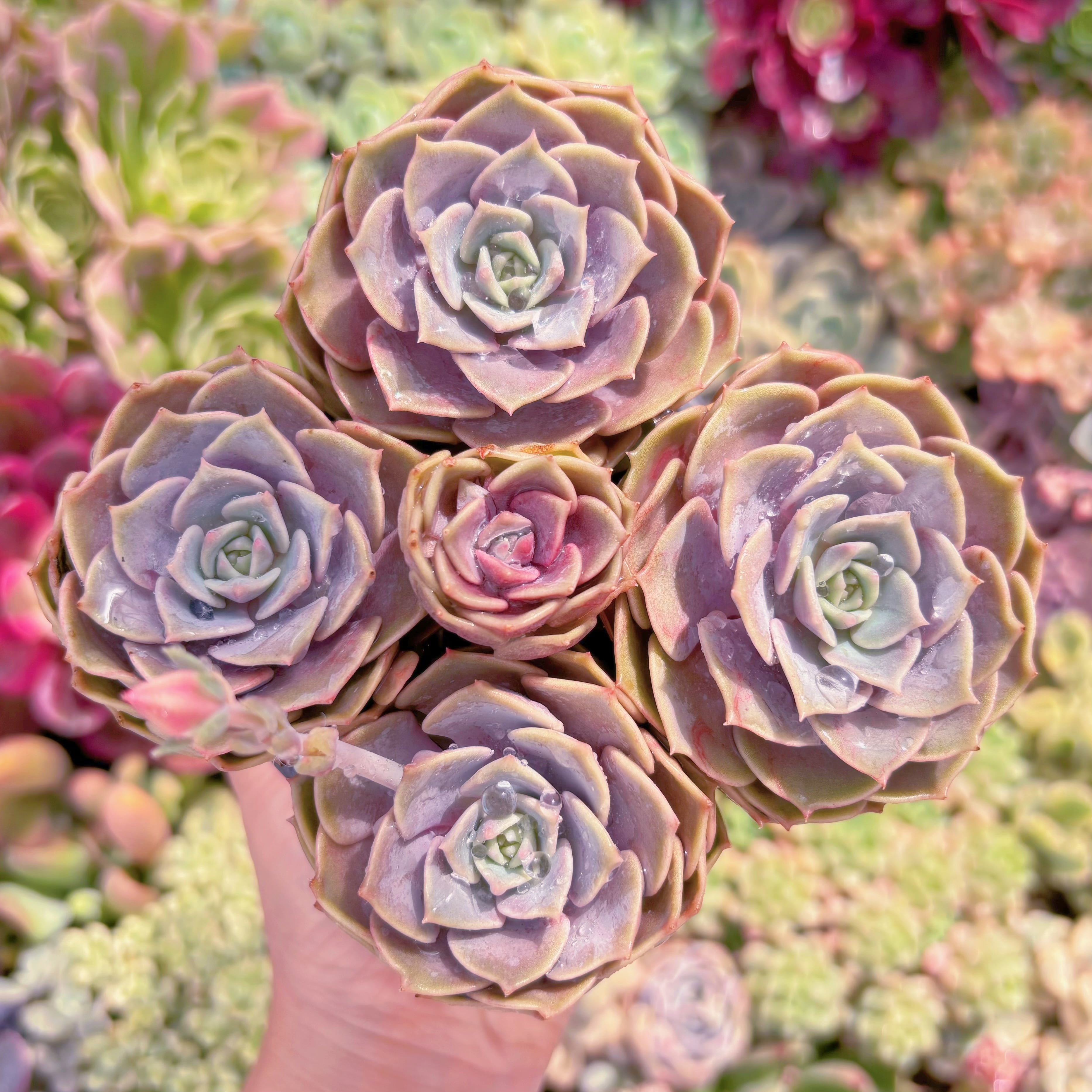 現品　ピンクローラ#522　新入荷　るる農園