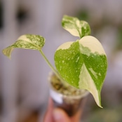 モンステラ・レガシー / Monstera deliciosa ‘Legacy'⑥