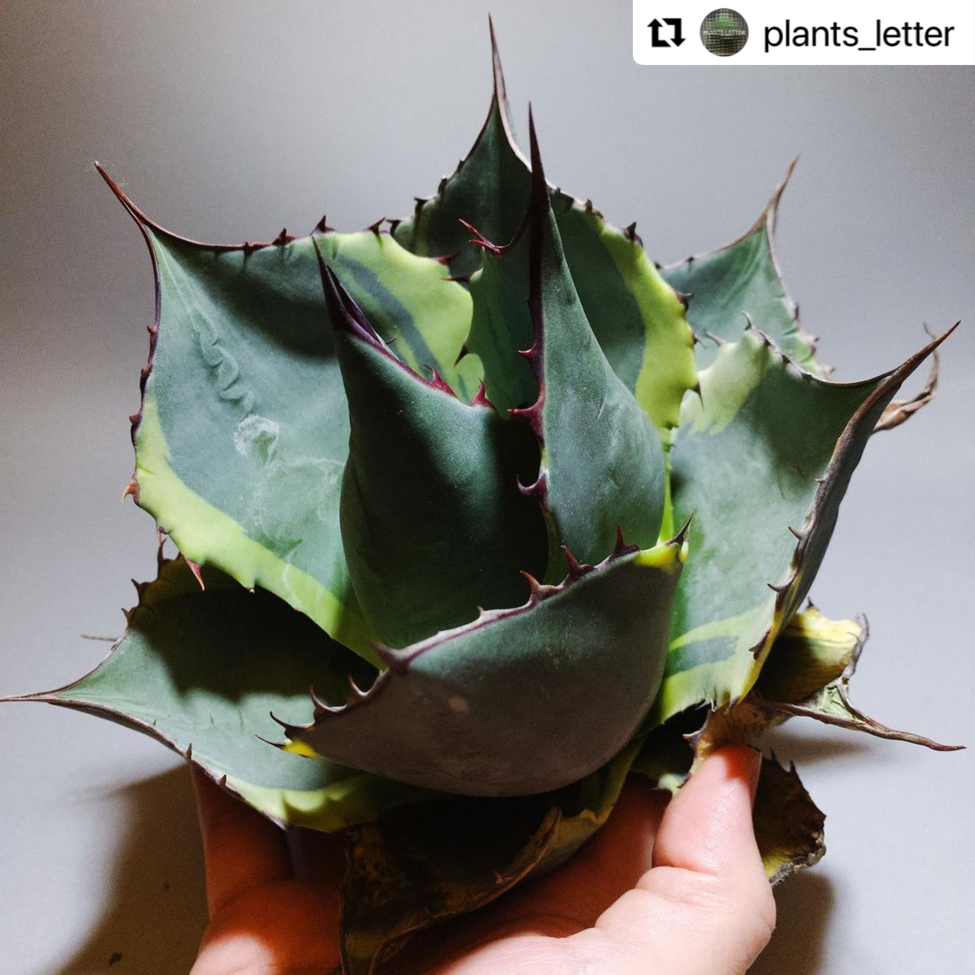 アガベ パラサナ シースター agave parrasana  