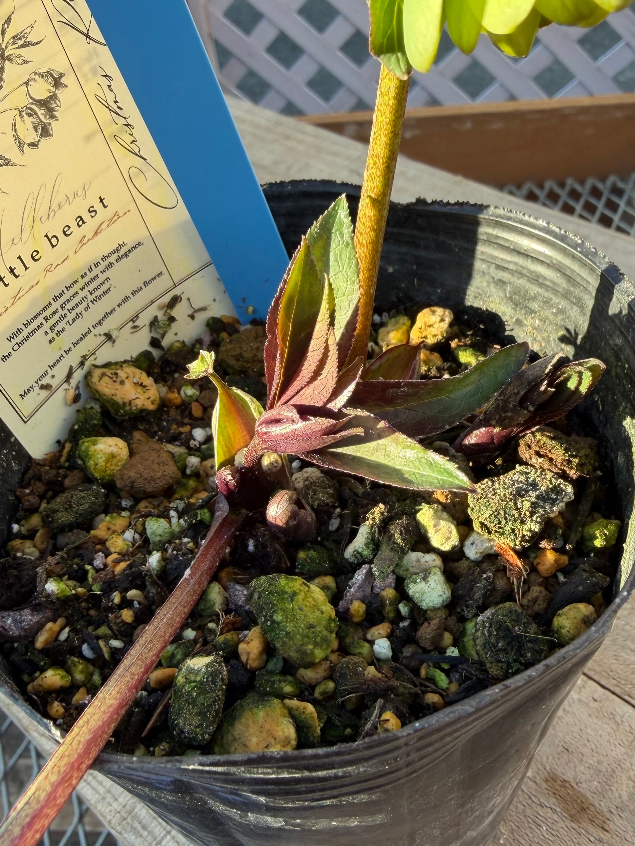 リトルビーストファントム デュメトラム系 高橋育苗 クリスマスローズ