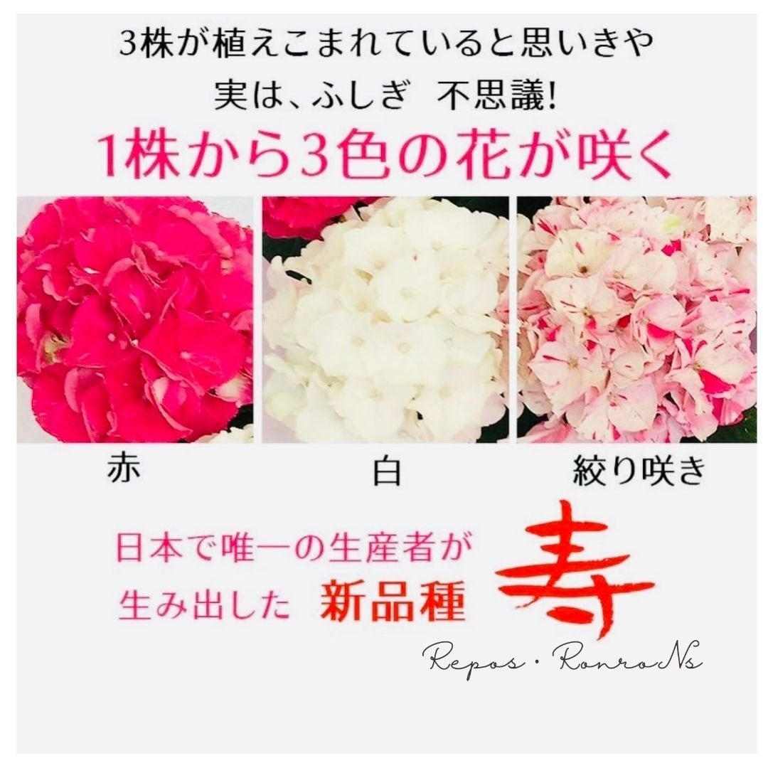 アジサイ： 寿-ことぶき-.パープル（4号鉢）新品種 3色咲きアジサイ