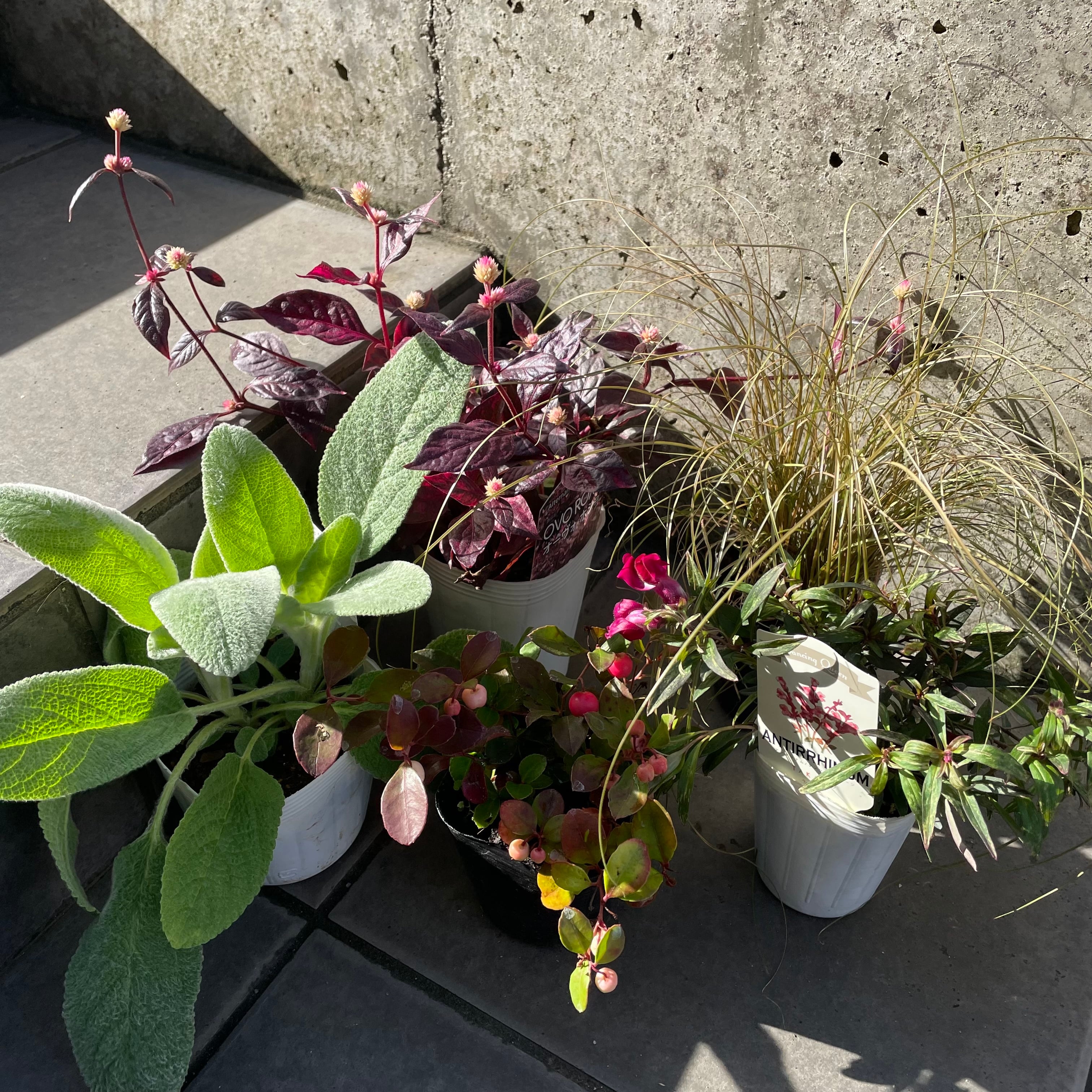 苗】リューカデンドロン サファリサンセット 4寸 | SmileyGarden