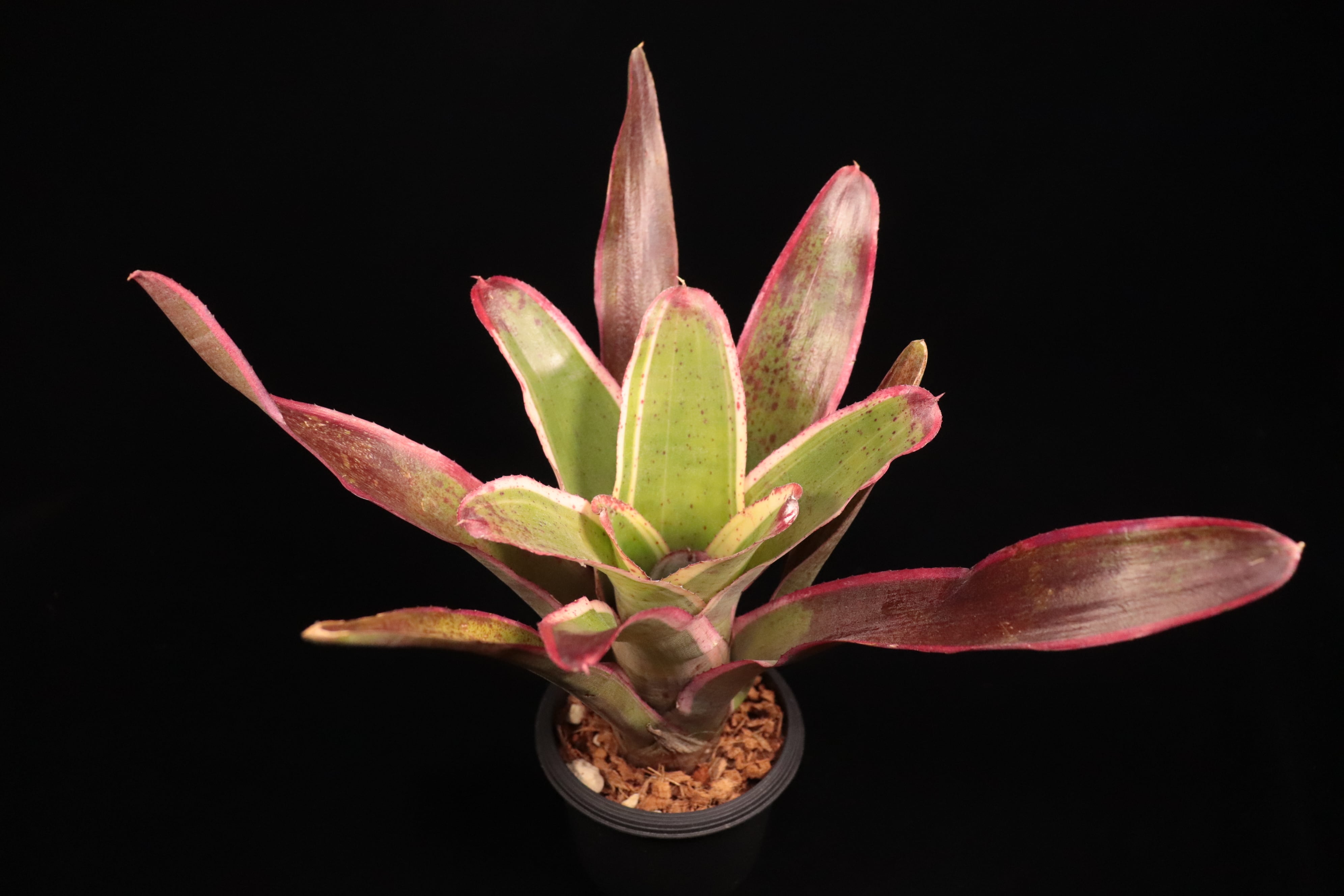 Neoregelia 'Belladonna'〔ネオレゲリア〕N665 | plane plants