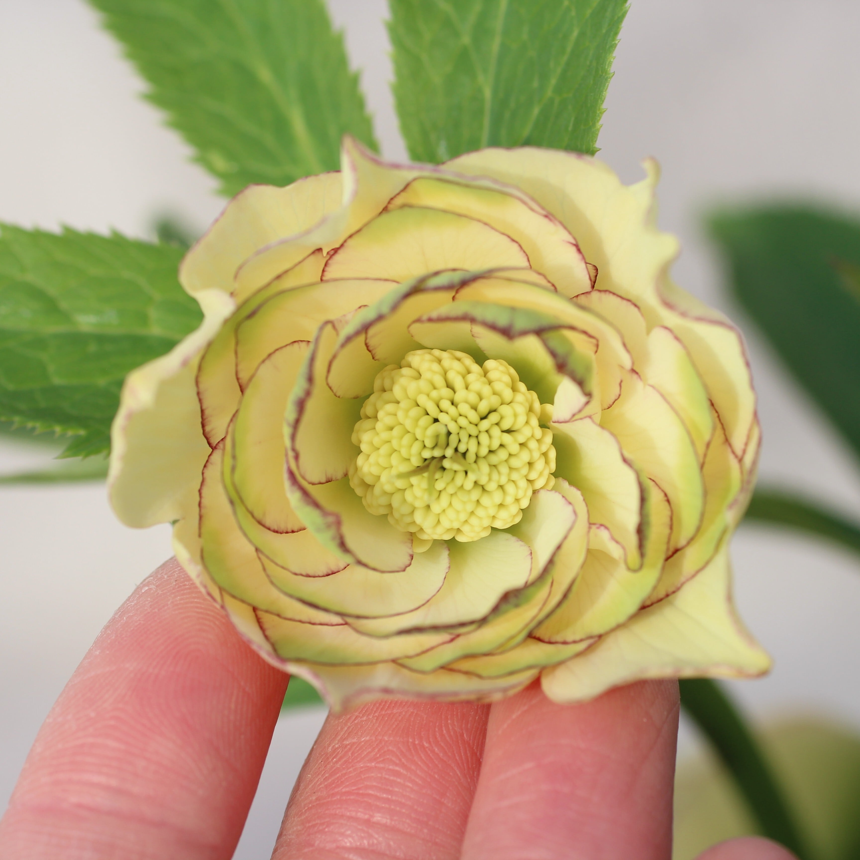 WinterSymphony開花鉢 | CoppiceGARDEN（コピスガーデン）