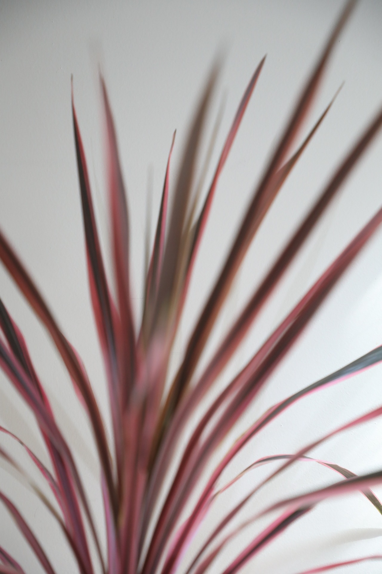 【L】【渋谷区周辺エリア/配送料無料】【88cm】コルジリネ オーストラリスピンク/Cordyline australis 'Pink Stripe'