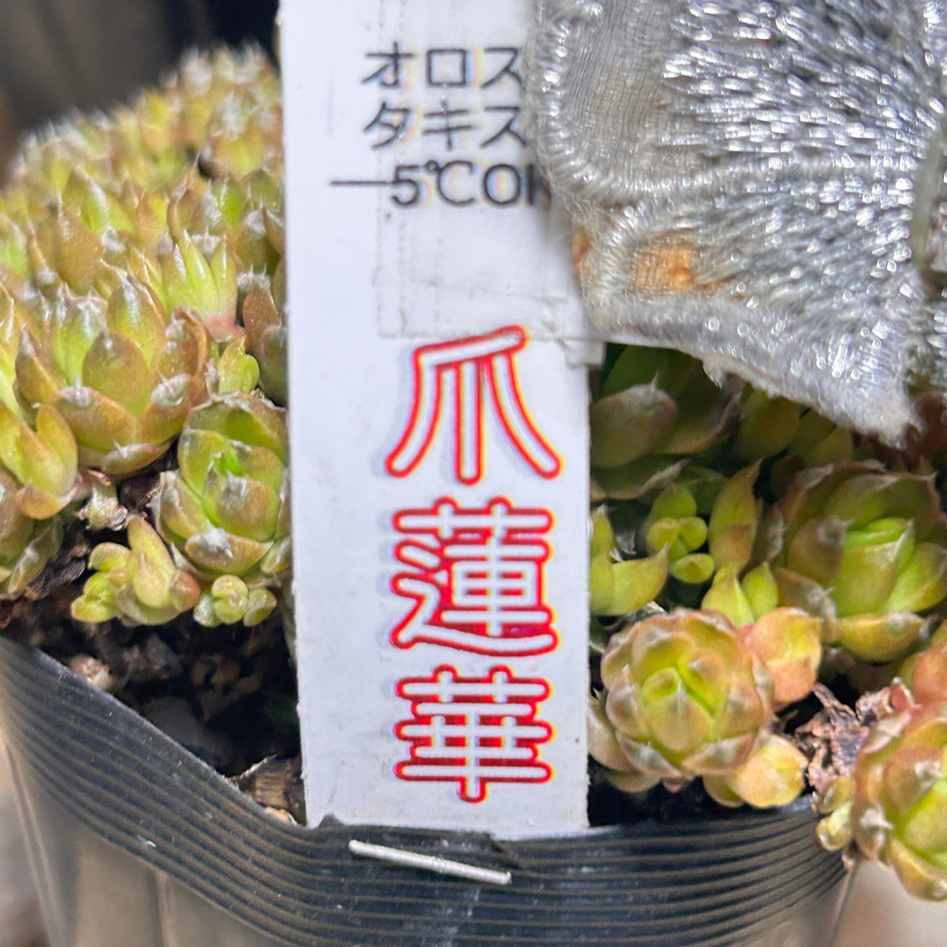 爪蓮華(ツメレンゲ) | RuPo 多肉植物専門店