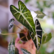 アロカシア バンビーノ イエロー / Alocasia bambino variegated 'Yellow'⑰ / 観葉植物