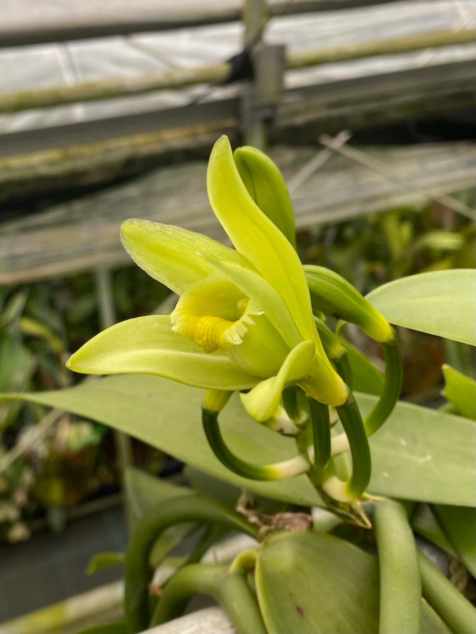 BonBon Vanilla】台湾産オーガニックバニラビーンズ Aグレード・お買得