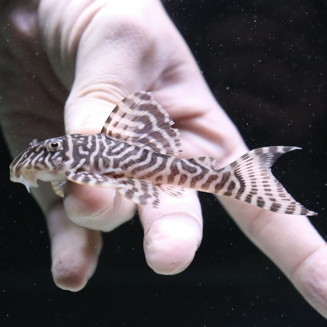 キングタイガーペッコルティア　８ｃｍ