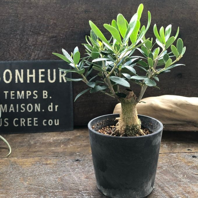 BON 盆栽仕立て 3.5号サイズ オリーブ 希少 観葉植物 ガーデニング