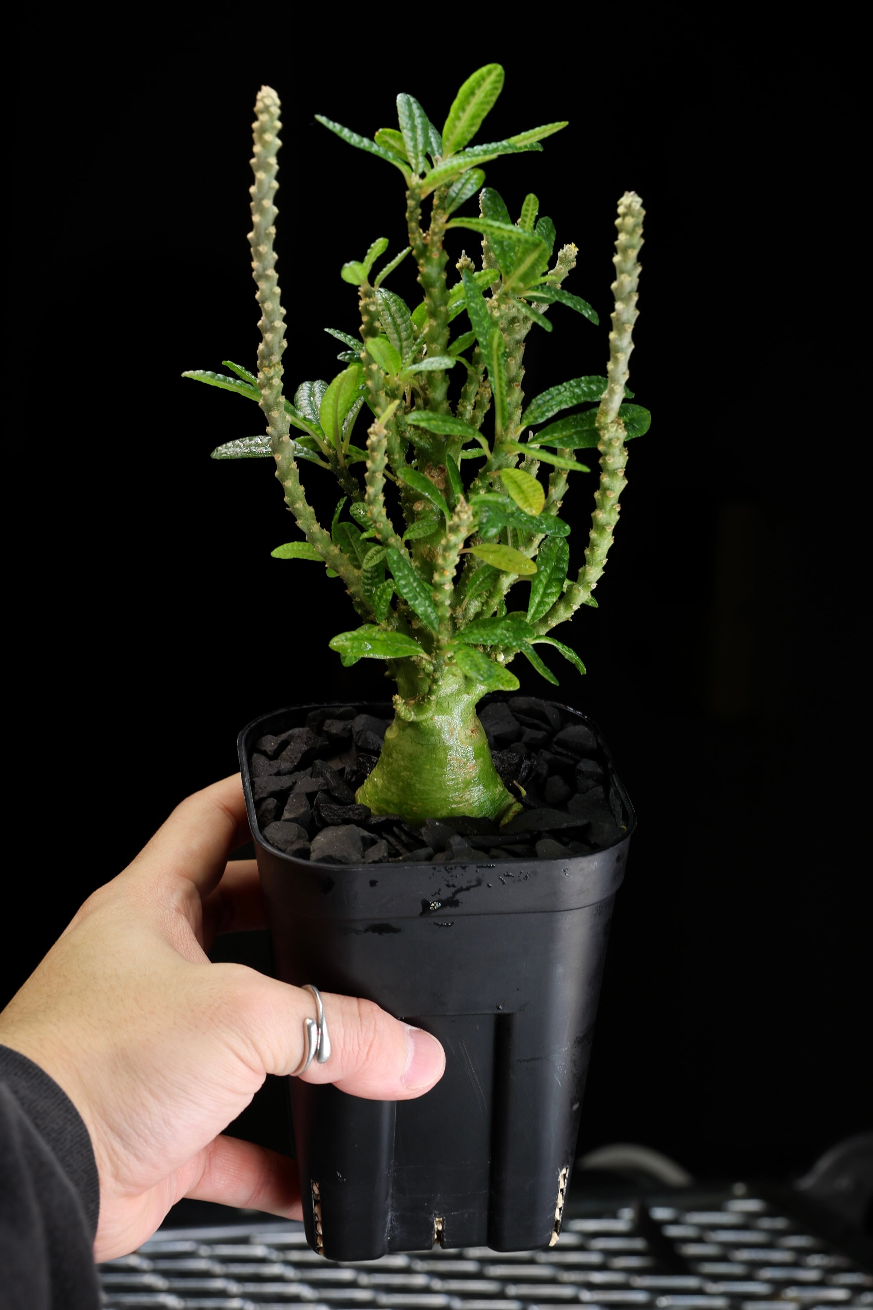KAMUI PLANTS LABO