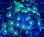 Alveopora 3
