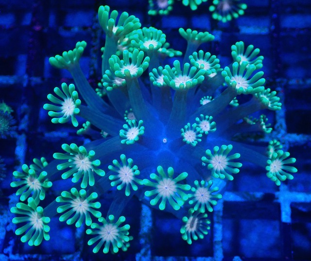Alveopora 3
