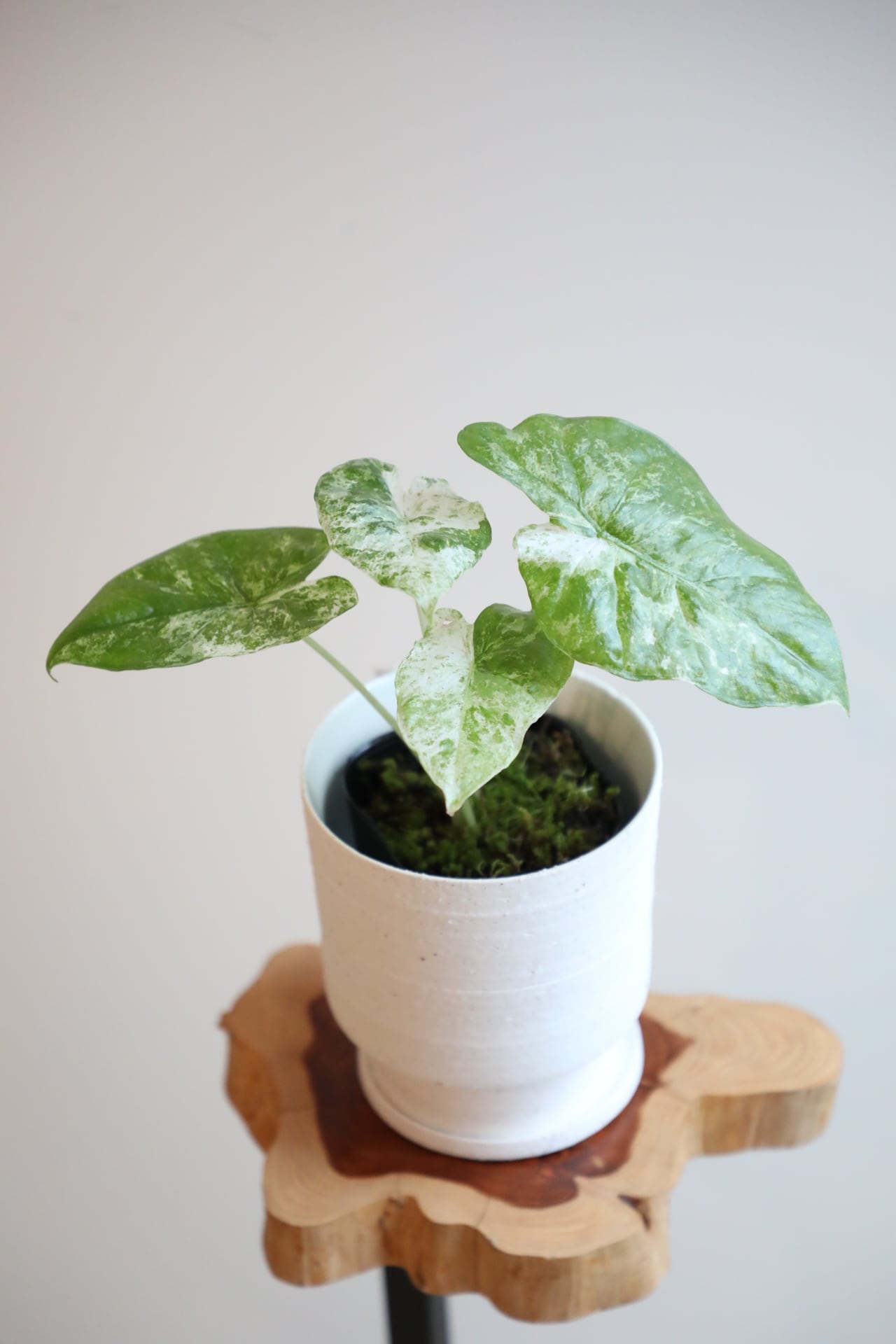 ハ*ん様 アロカシアワトソニアナライトニングとシンポアルボバリエガータ斑入り ハ*ん様 アロカシアワトソニアナライトニングとシンポアルボ