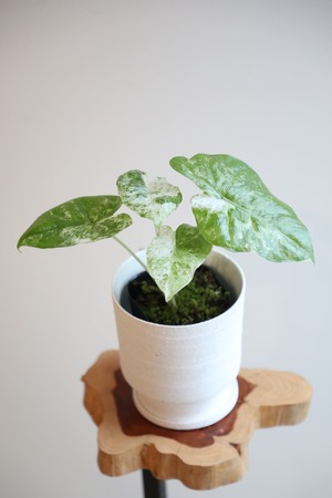 【S】アロカシア オドラ バリエガータ バティック/Alocasia Odora Batik　※陶器鉢付き