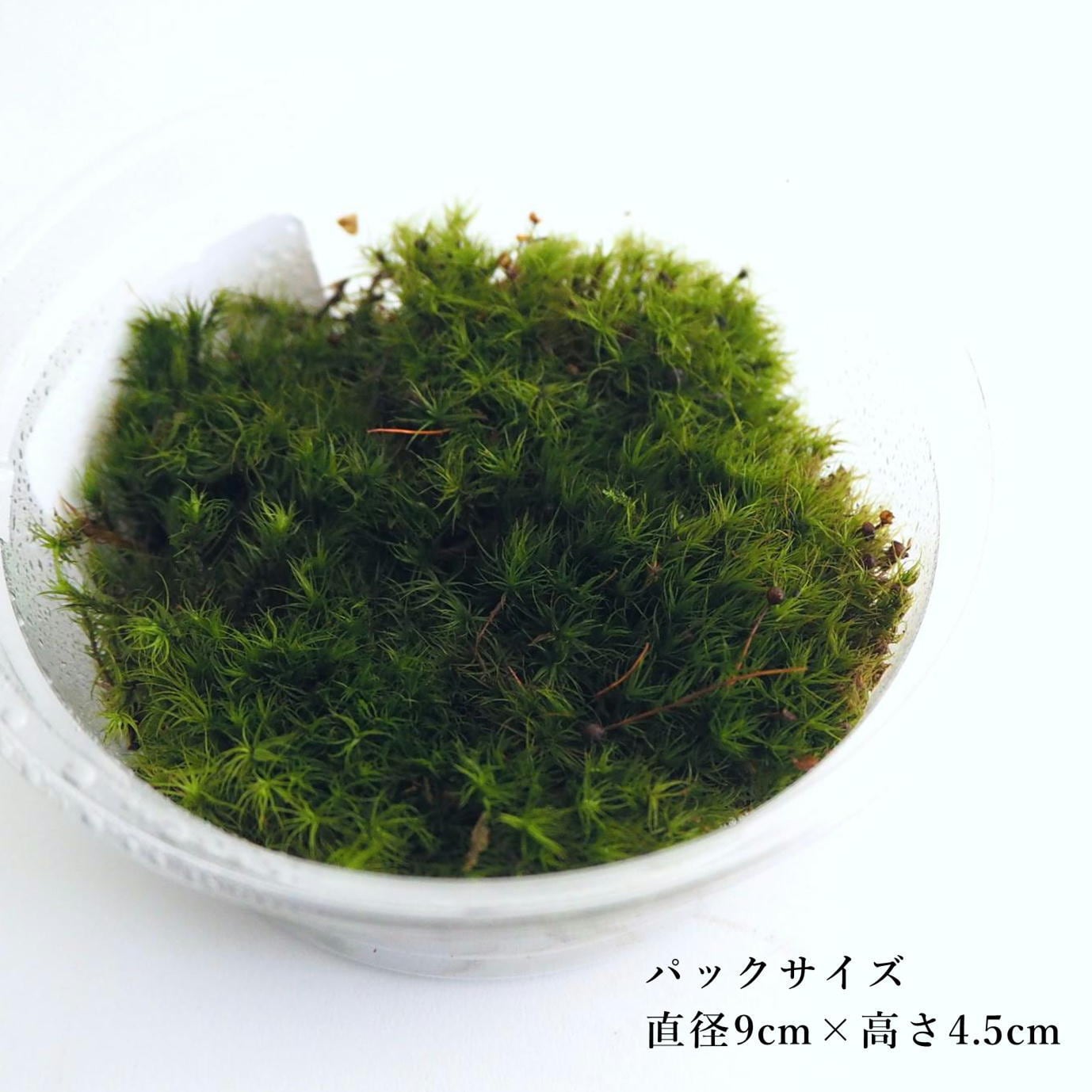 タマゴケ 苔テラリウム作製用素材苔 | 苔テラリウム専門ショップ道草