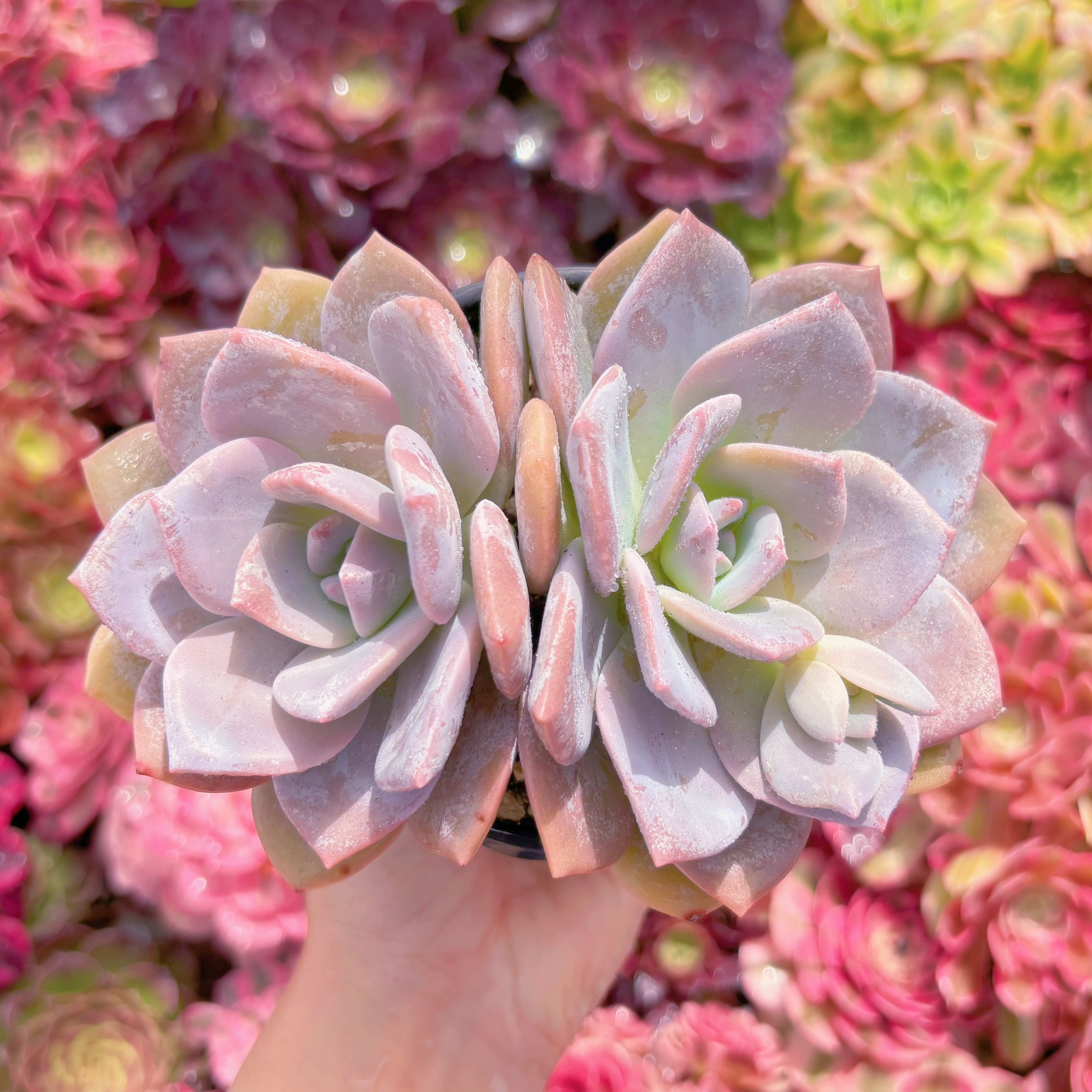 現品　雪茶#K448　群生　るる農園