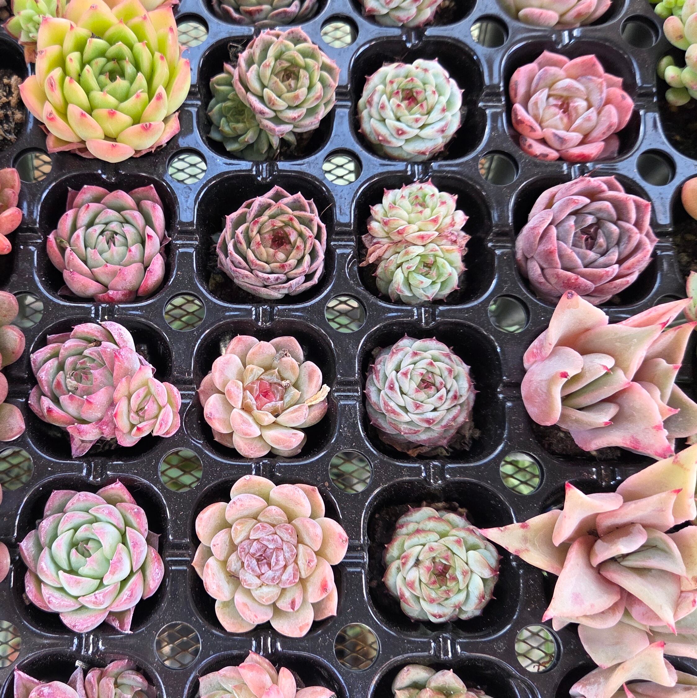 多肉植物プラグ苗カラフル24品種set | 多肉Garden＊Grow