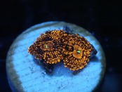 【アクバスパック】JakartaZoa Red 4