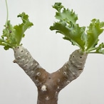 Othonna cremnophila【オトンナ・クレムノフィラ・実生】