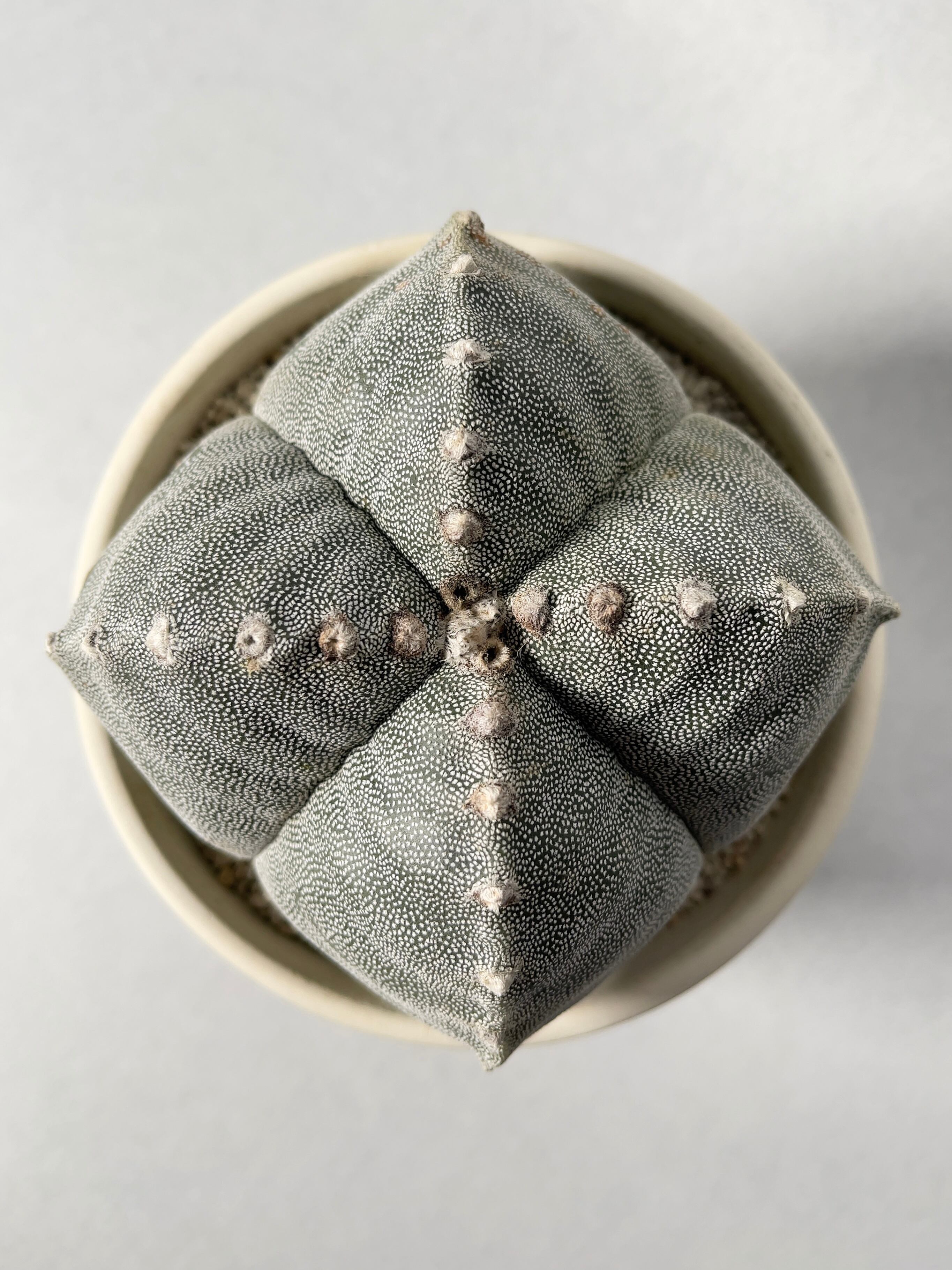 希少 四角鸞鳳玉錦 大株 古木 【全幅10.5cm】 アストロフィツム