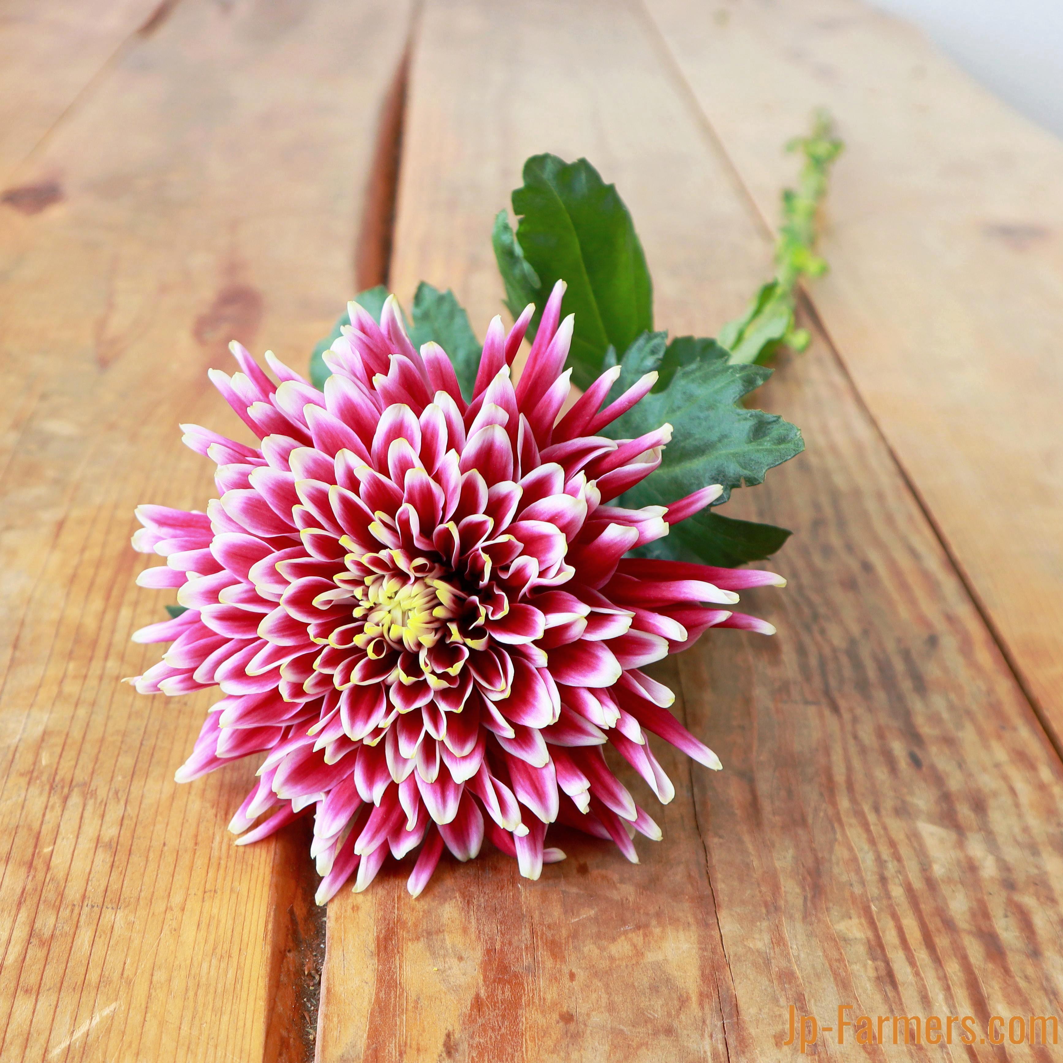 最優秀賞受賞 新たな魅力を伝えるディスバッドマム『 セイフェスト