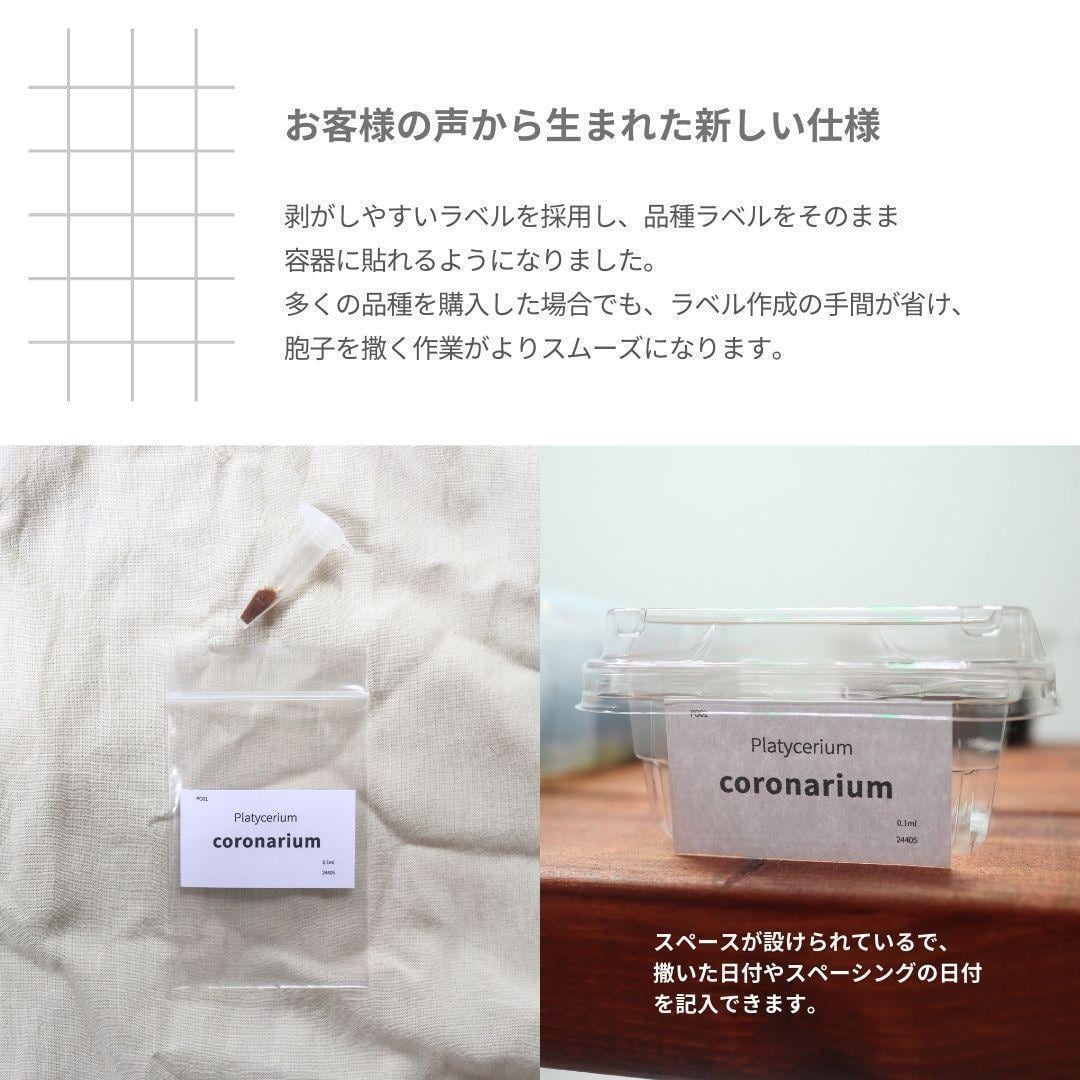 胞子] Shankha シャンカ ビカクシダ | Pay ID