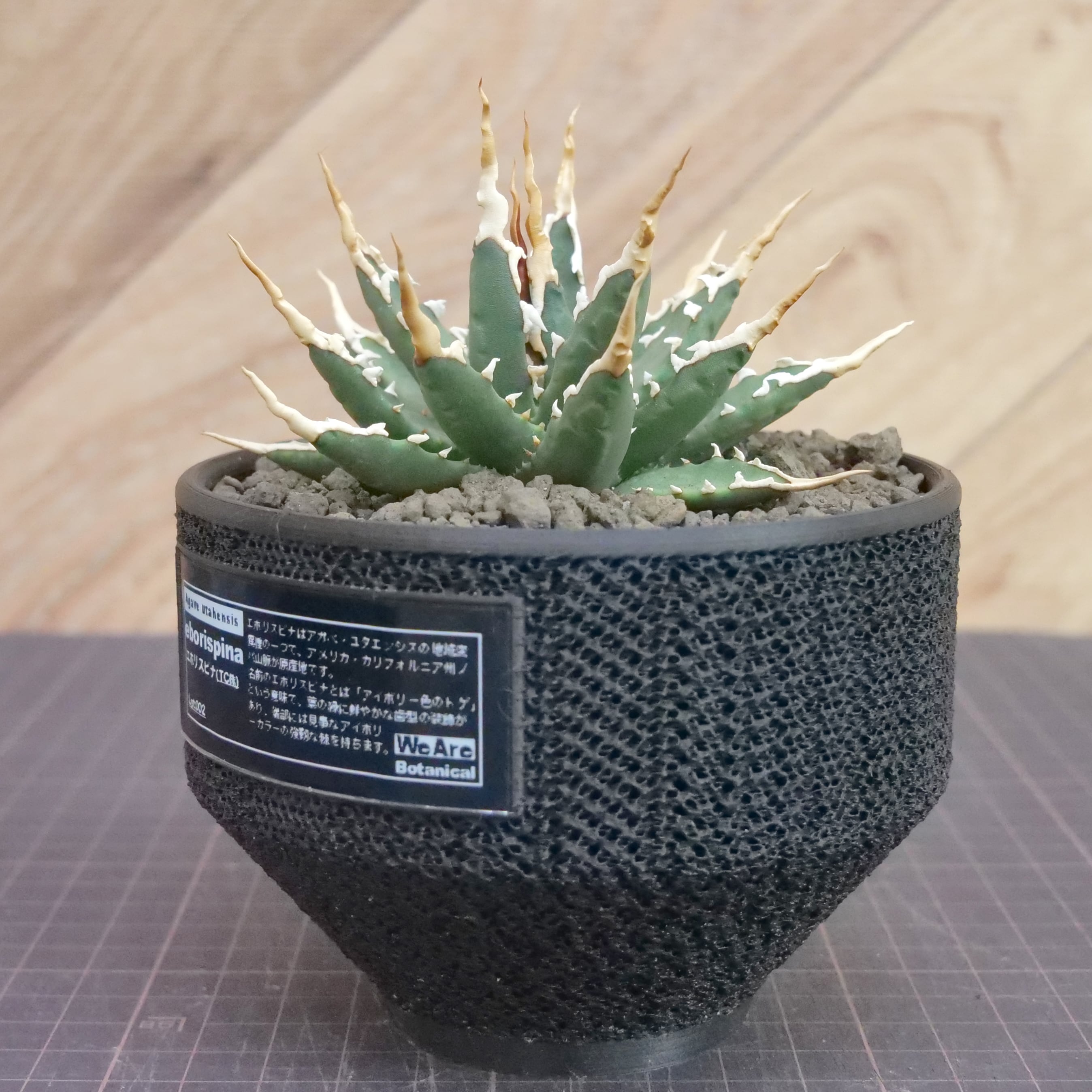 Agave utahensis eborispina アガベ エボリスピナ（実生3年） / 中株