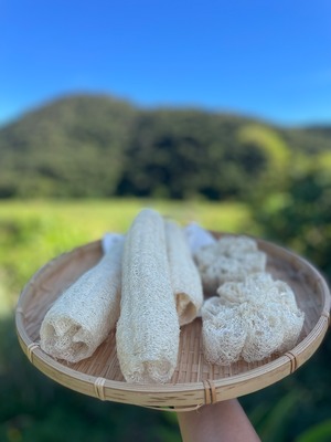 奄美大島産：へちまスポンジ