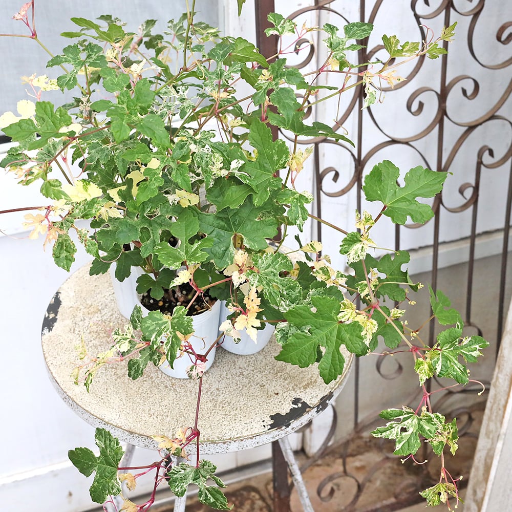 草花苗 斑入り ノブドウ 野葡萄 2.5号 つる性 落葉低木 実がなる 初夏