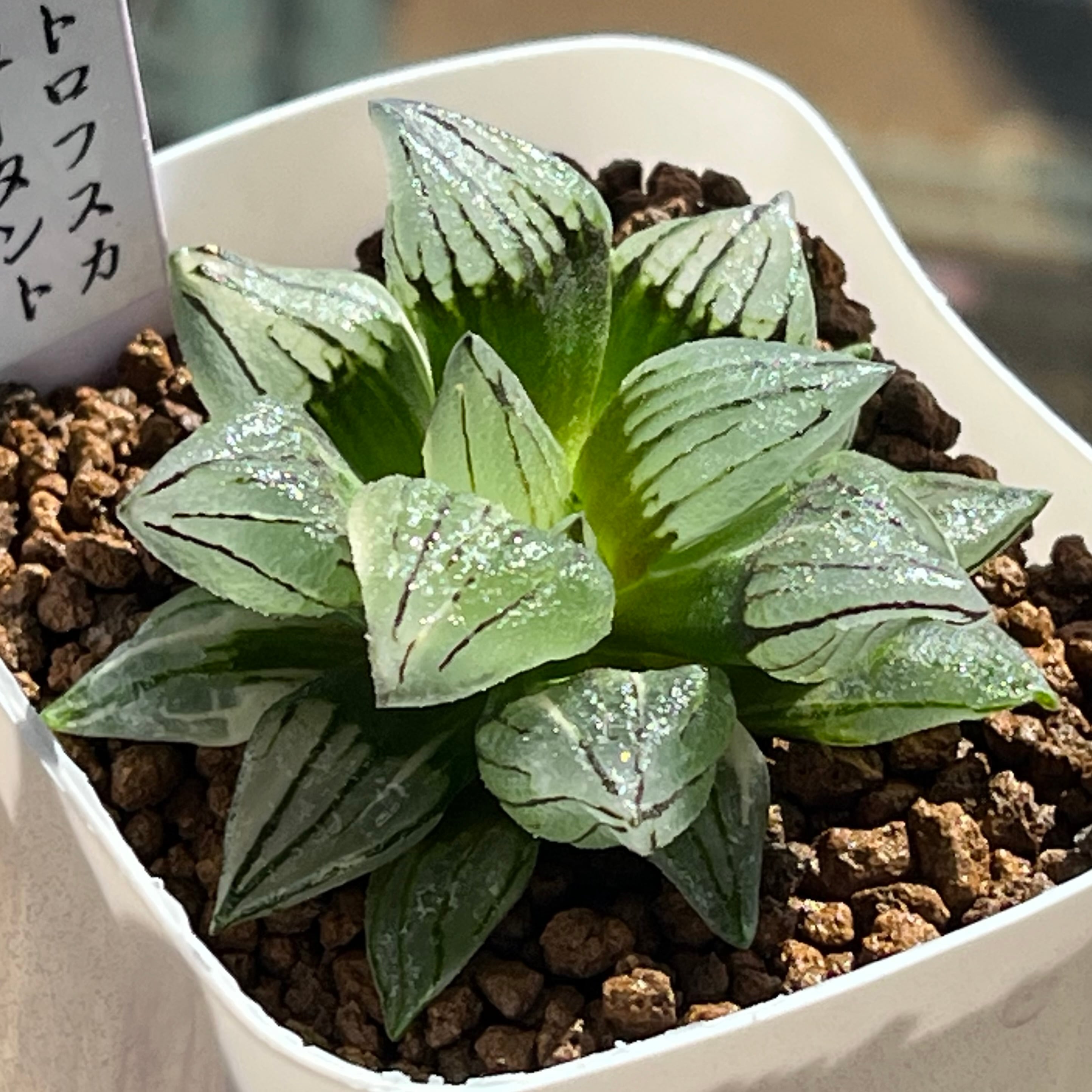 ハオルチア オブツーサ錦 黒葡萄 | mocono_plants