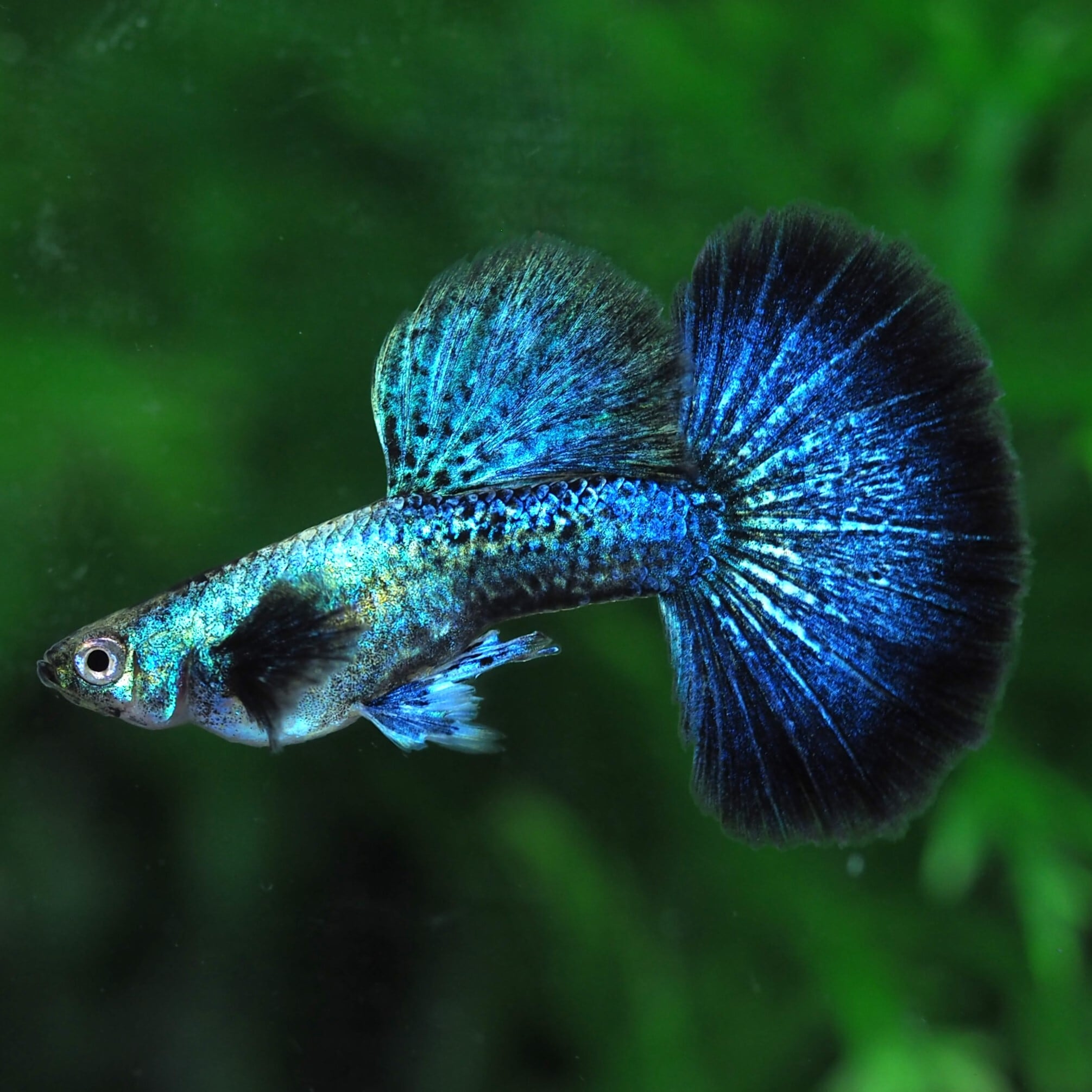 OTHER | 伊豆グッピーファーム