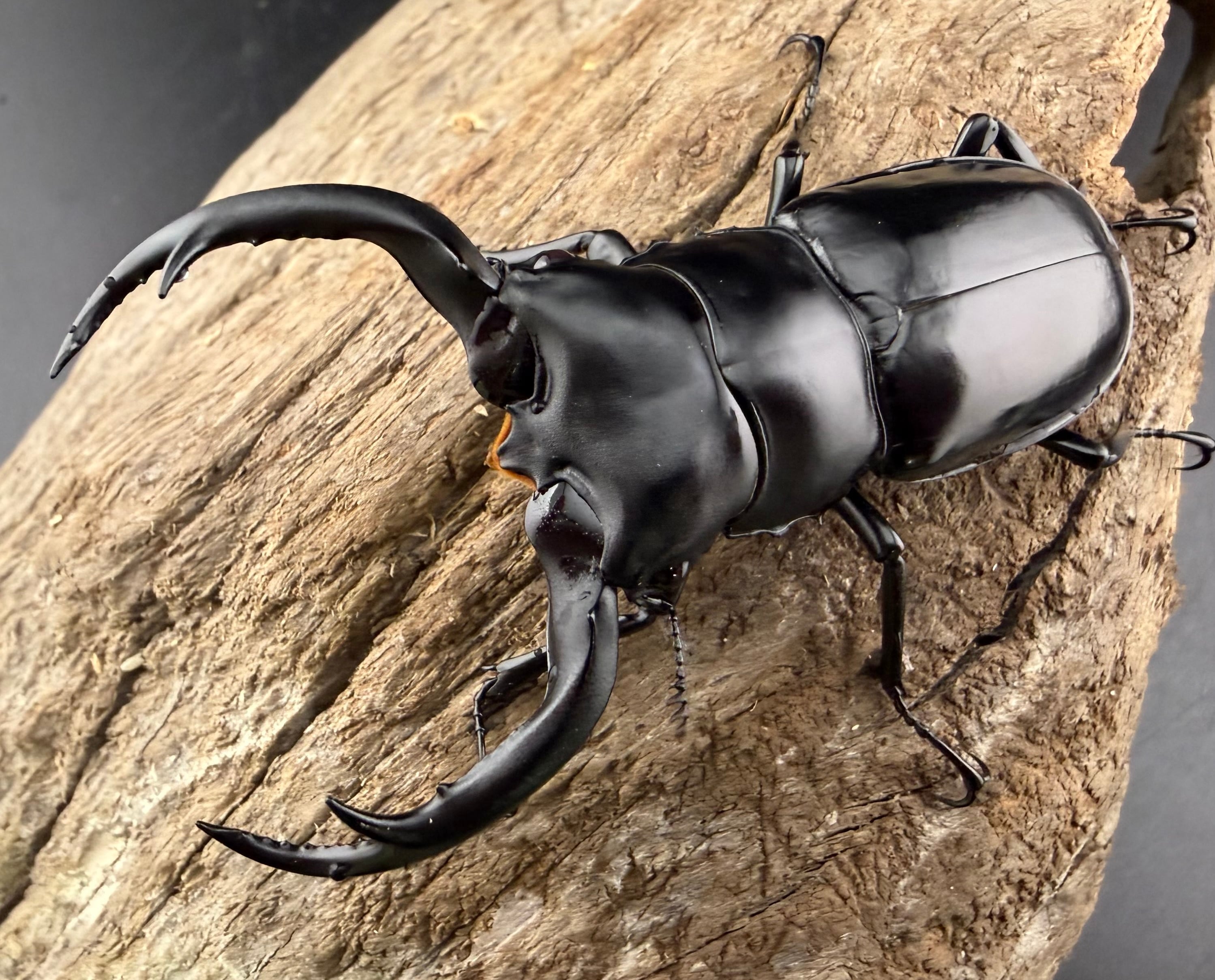 クワガタ クワガタ