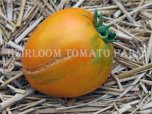 Heirloom Tomato® Coeur de Boeuf Orange エアルーム・トマト・ケール・ド・バッフ・オレンジ