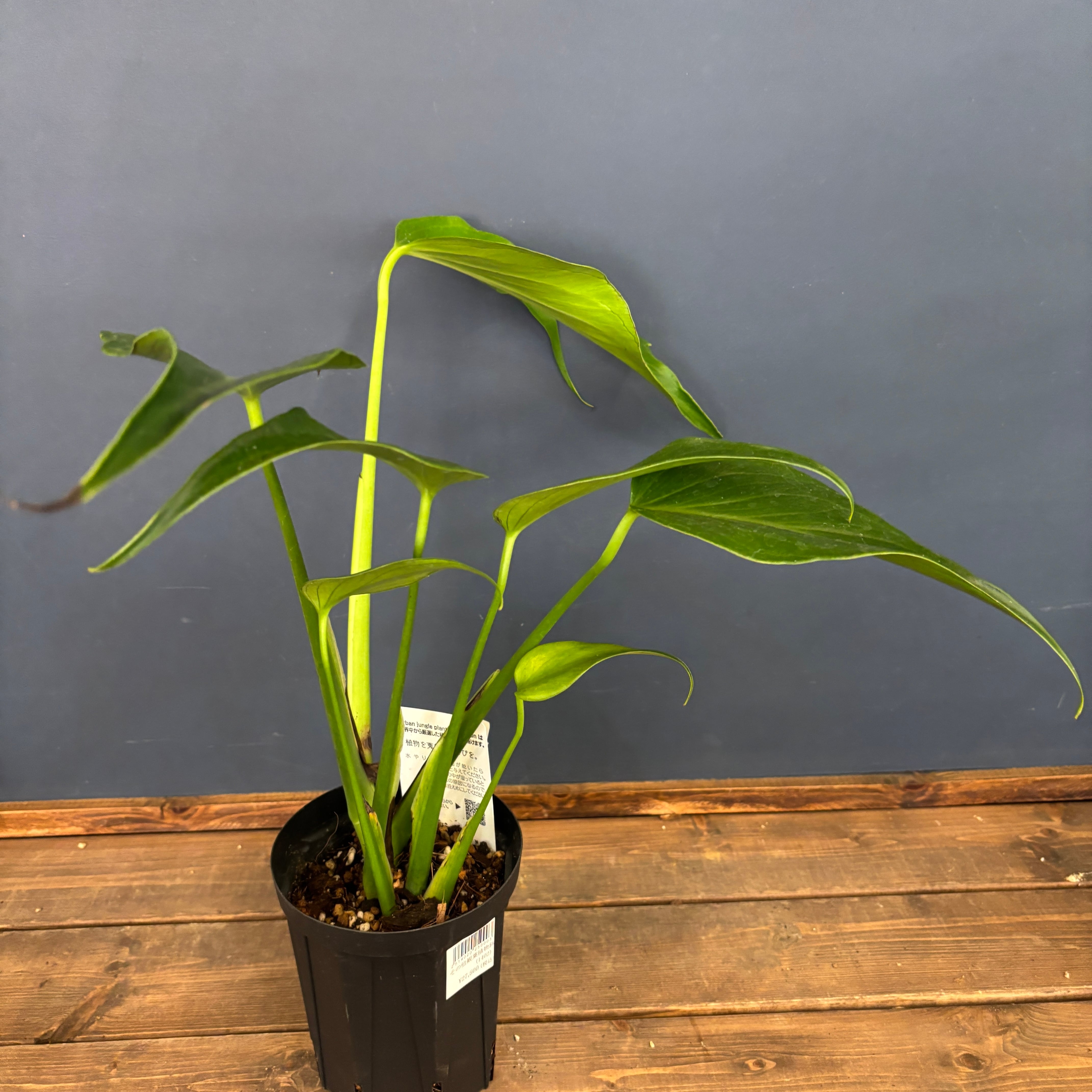 モンステラ　バールマルクスフレーム　支柱、鉢、受け皿付き　[格安] モンステラ バールマルクスフレーム 支柱、鉢、受け皿付き [格安]