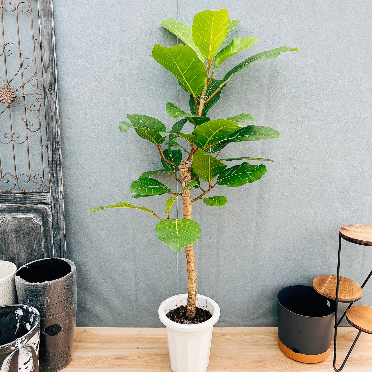 現品］【希少】5番 フィカス アフリカンプリンス 8号 観葉植物 室内