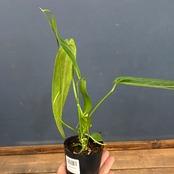 アンスリウム ワロクエアナム【790】